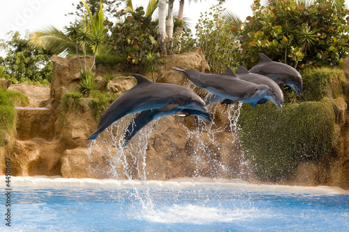 Delfines del espectáculo de Loro Parque, Tenerife