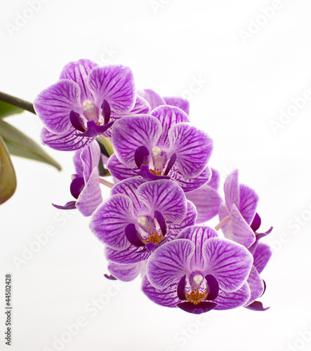 Orchideenbl  te Phalaenopsis
