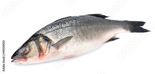 Seabass fish