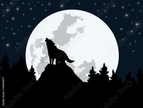 wolf - dark night