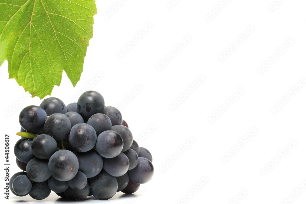 Fototapeta premium Trauben blau