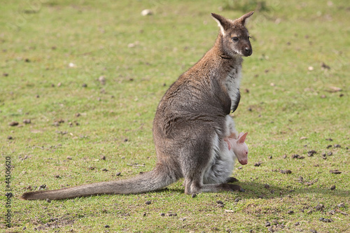 wallaby with joey 6952