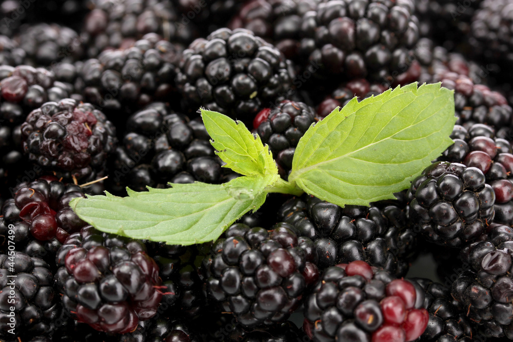background of beautiful blackberries with leaves background of beautiful blackberries with leaves