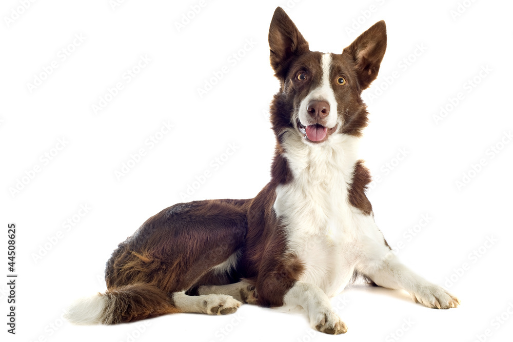 Fototapeta premium border collie marron