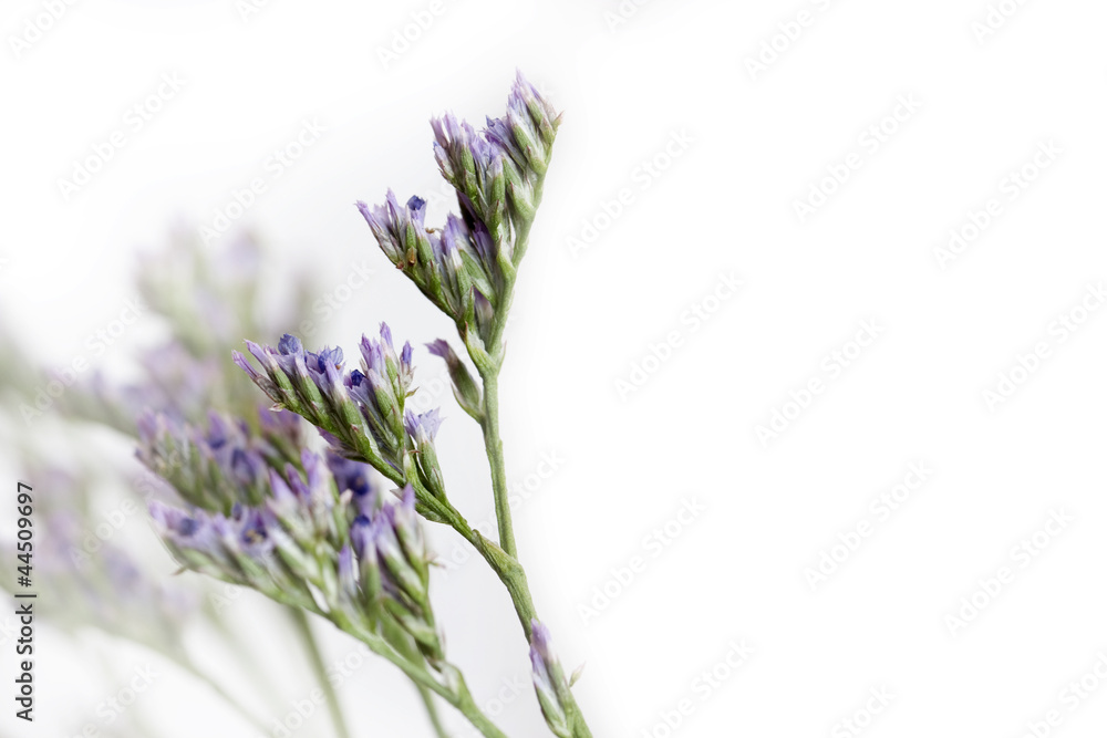 Fototapeta premium Purple flowers