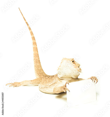 lizard holding card in hand © zakrevski