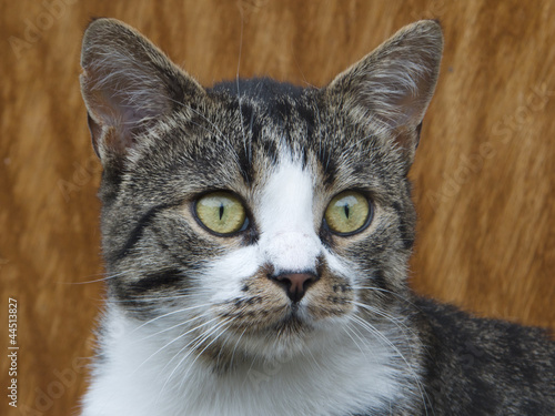 Wallpaper Mural Cat portrait Torontodigital.ca