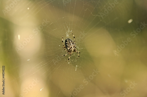 Dark black spider in a web