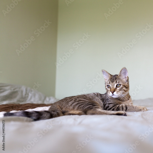 Wallpaper Mural Small Cat Torontodigital.ca