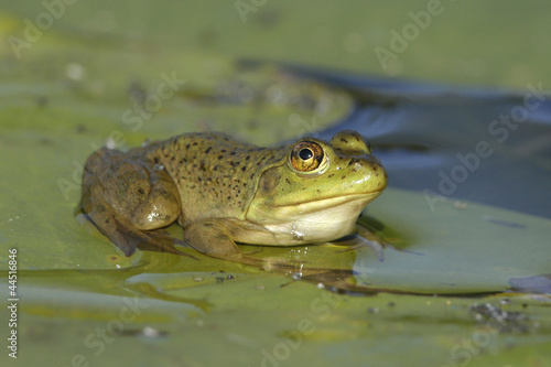Green Frog (Lithobates catesbeiana) Sitting on a Lily Pad