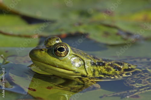 Female Bullfrog (Lithobates catesbeiana) - Ontario, Canada © Brian Lasenby