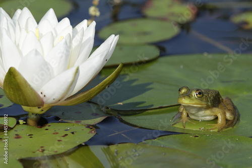 Bullfrog Sitting on a Lily Pad Next to a Blooming Water Lily