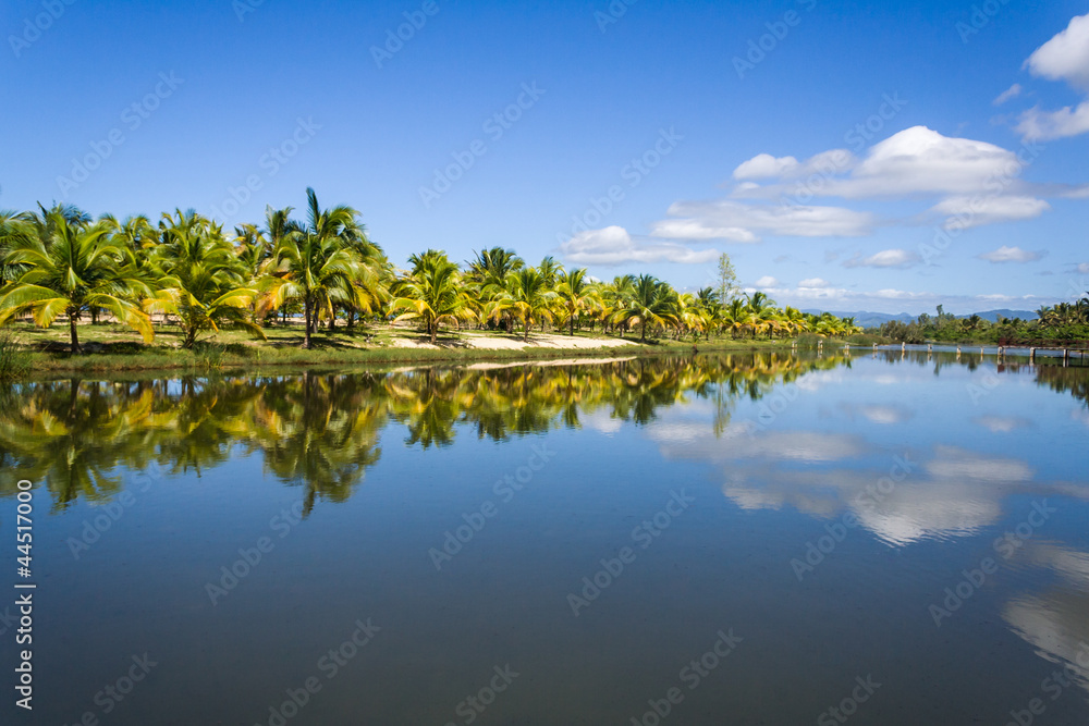 Coconut trees Coconut trees