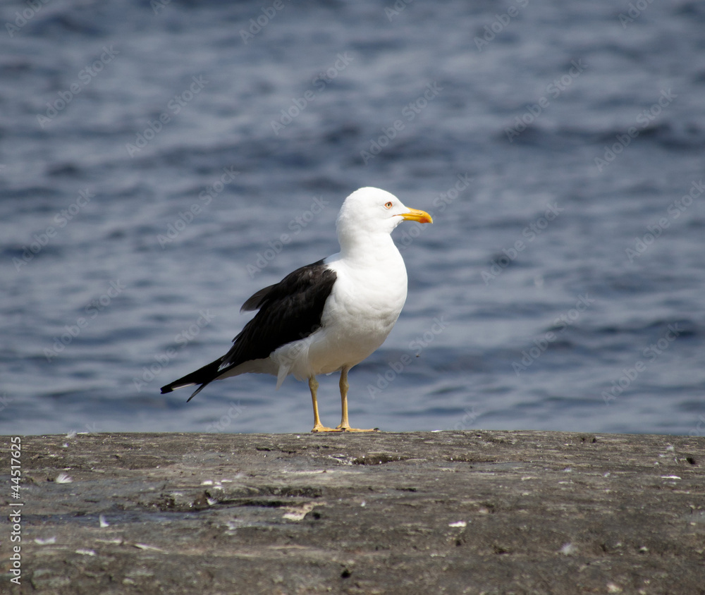 Seagull Seagull