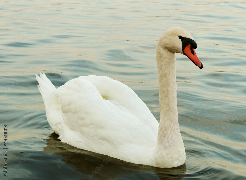 Obraz premium Swan on the lake.