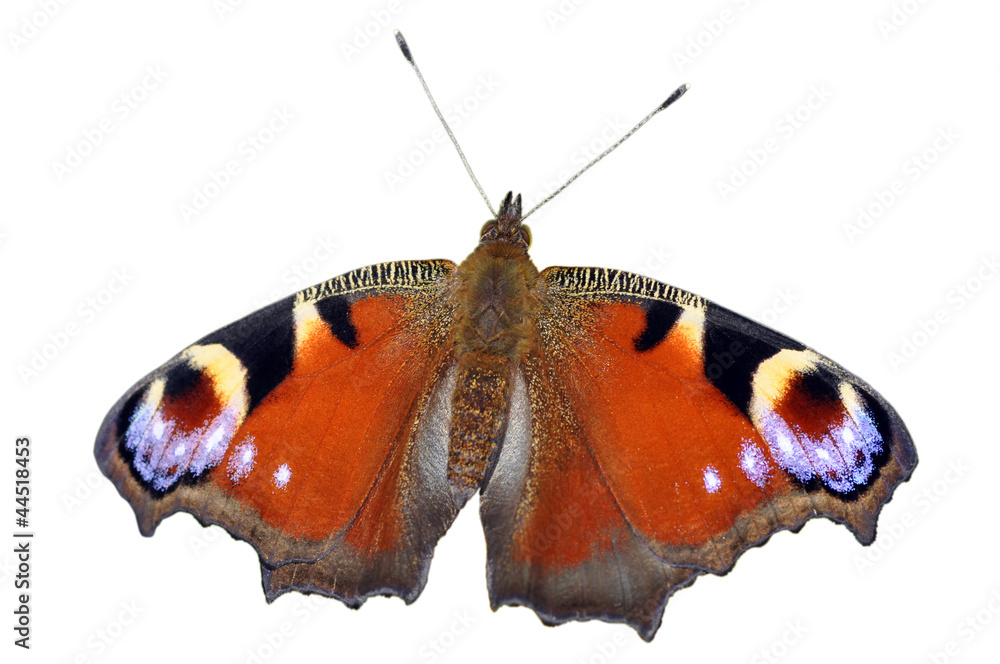 Fototapeta premium Peacock Butterfly Isolated On White Background