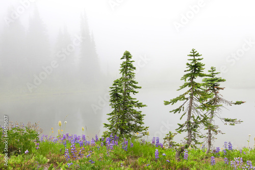 Three small pine trees near lake with flowers