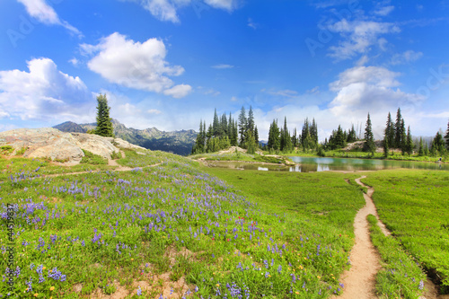 Wild flowers, hiking trail and lake at the Mt. Rainier