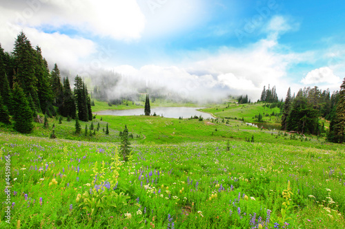 Green valley with wild flowers and lake in the fog.
