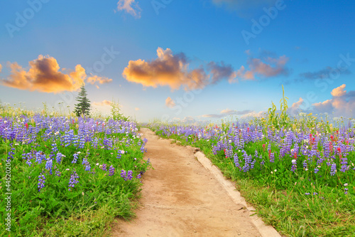 Hiking trail with wild flowers and sunset. Beautiful landscape .