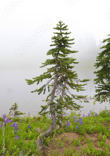 Small pine tree and wild flowers in the fog.