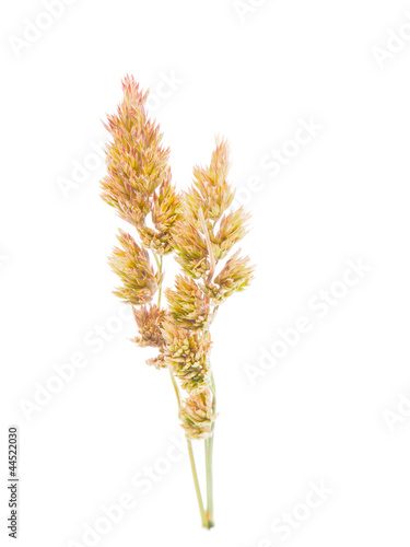 Cocksfoot on a white background