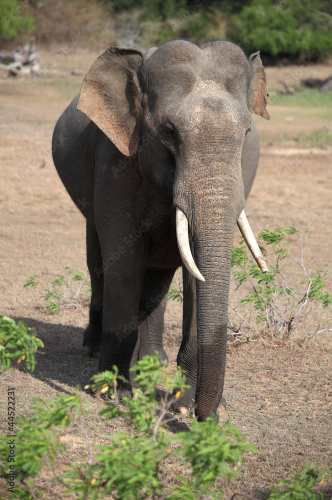 Male Tusker Elephant