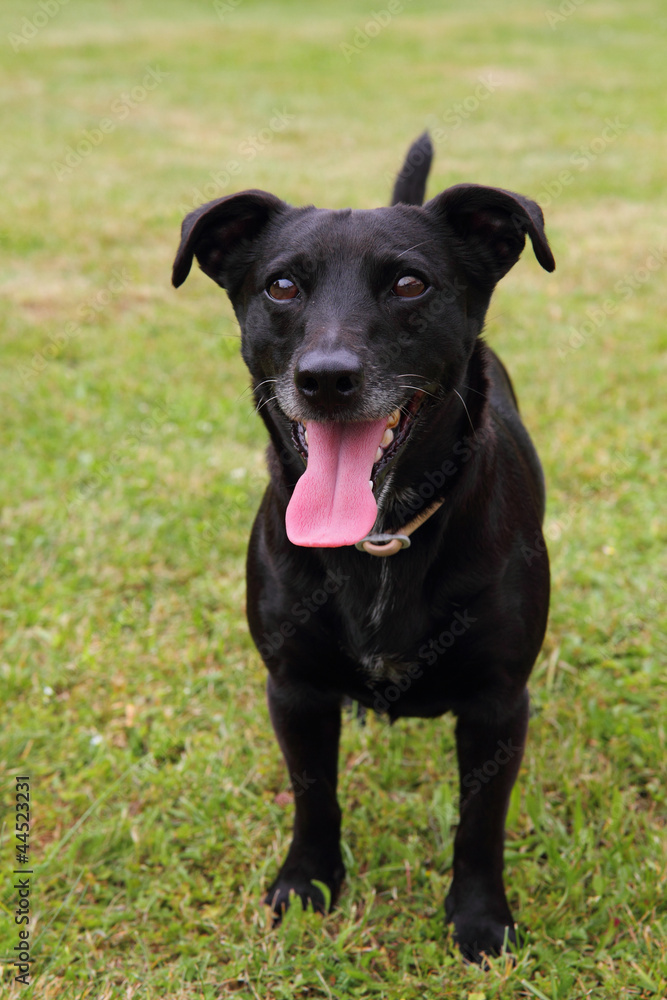 black dog in the green grass