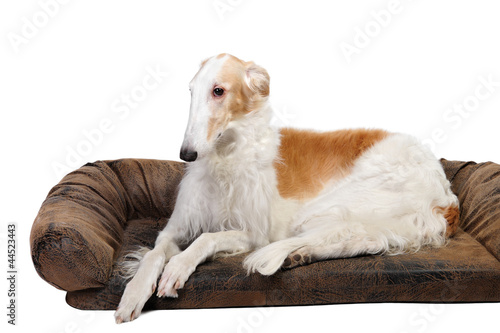 Borzoi dog in studio