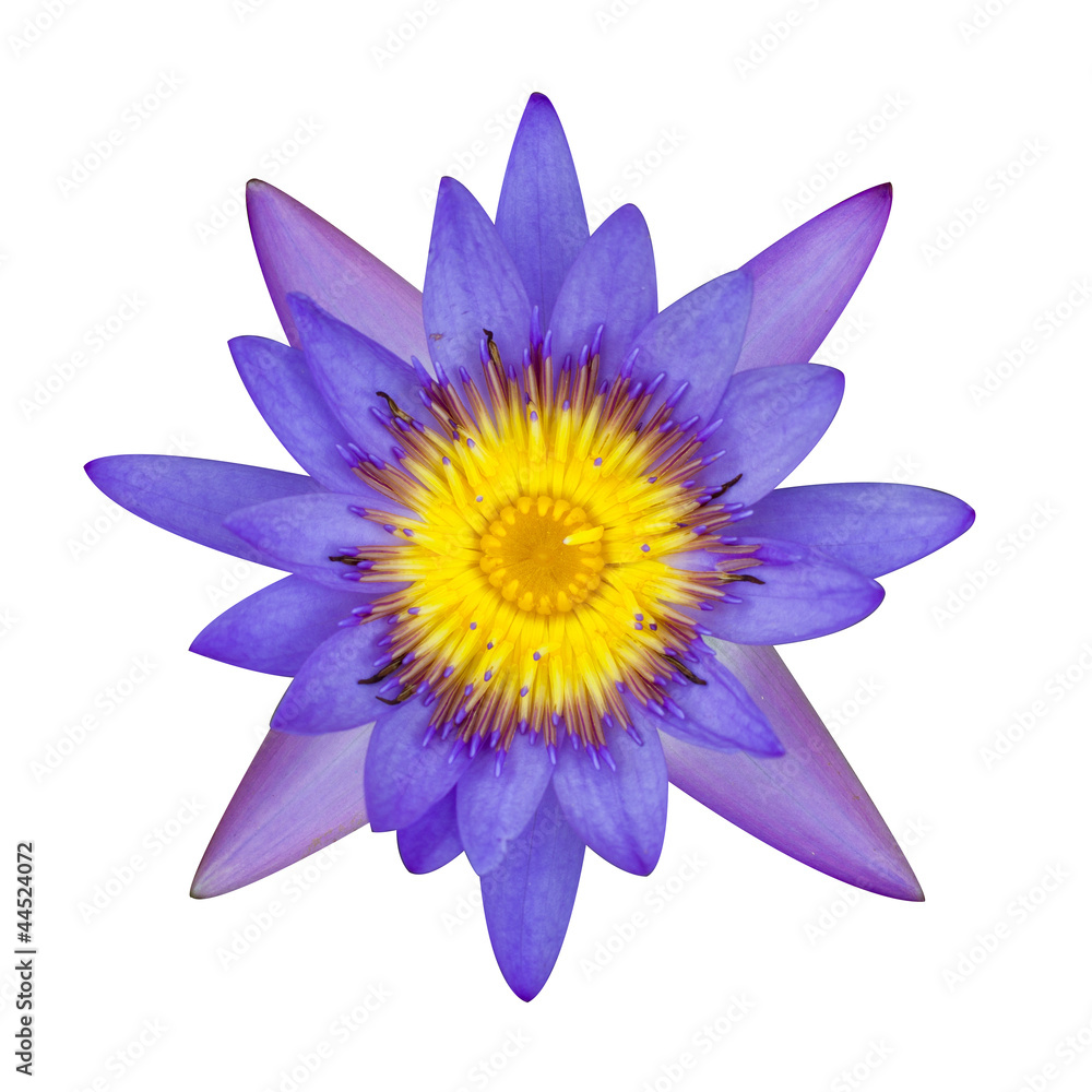lotus lotus