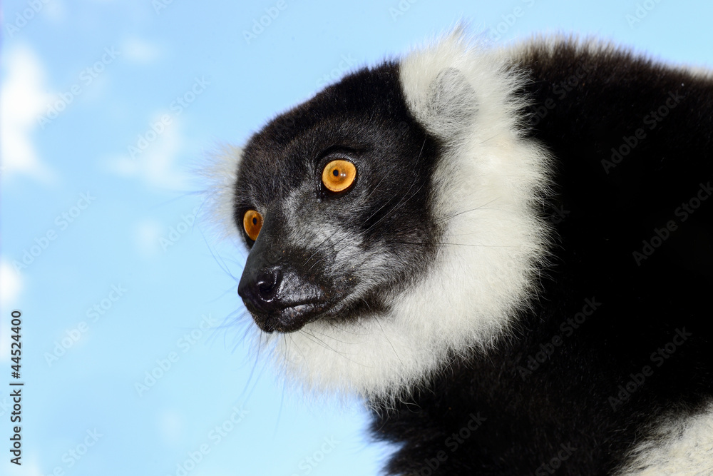 black-and-white ruffed lemur, lemur island, andasibe