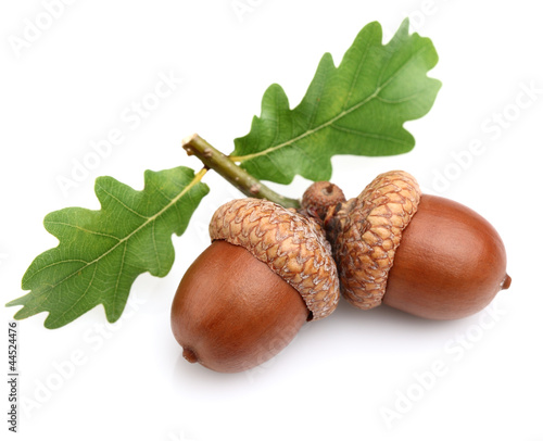 Obraz na plátně Dried acorns with leaves