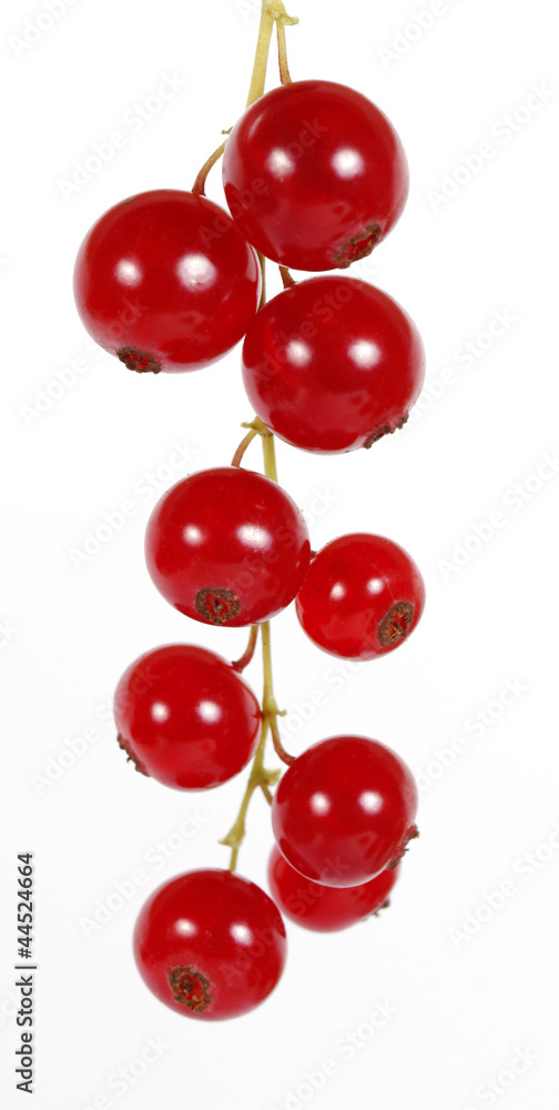 Redcurrants on the withe background Redcurrants on the withe background