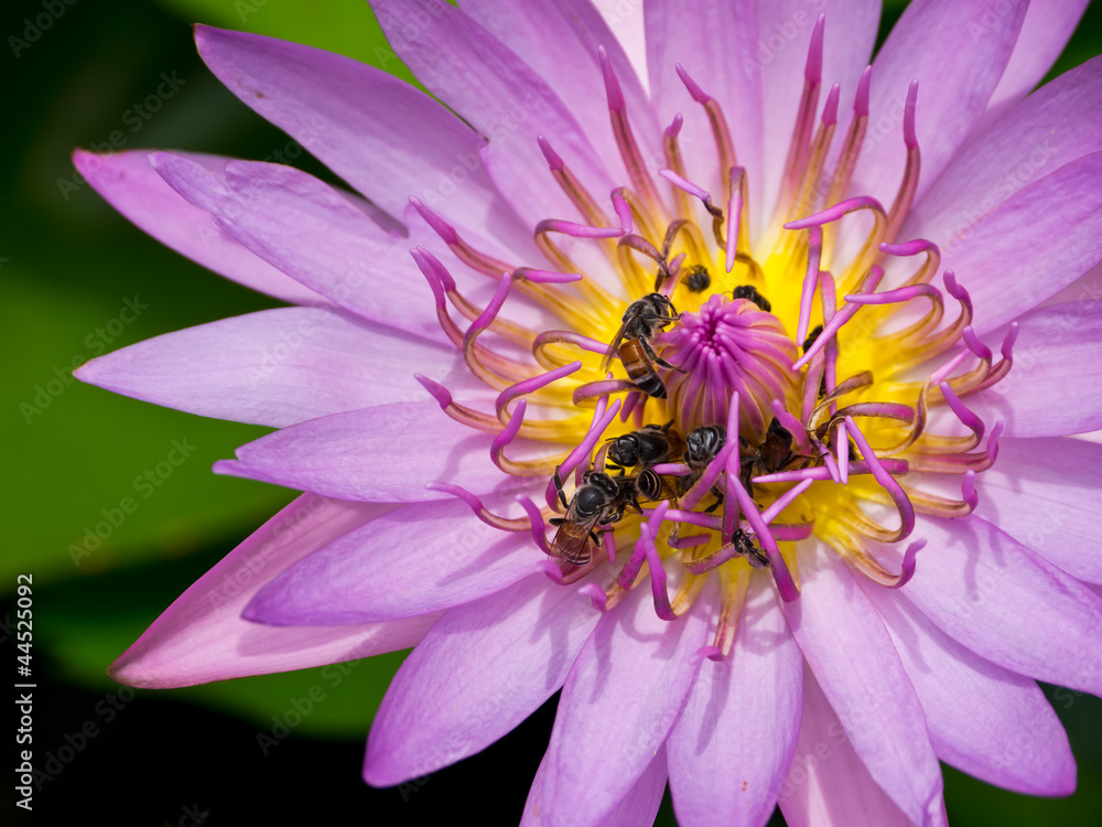Bees and water lily Bees and water lily