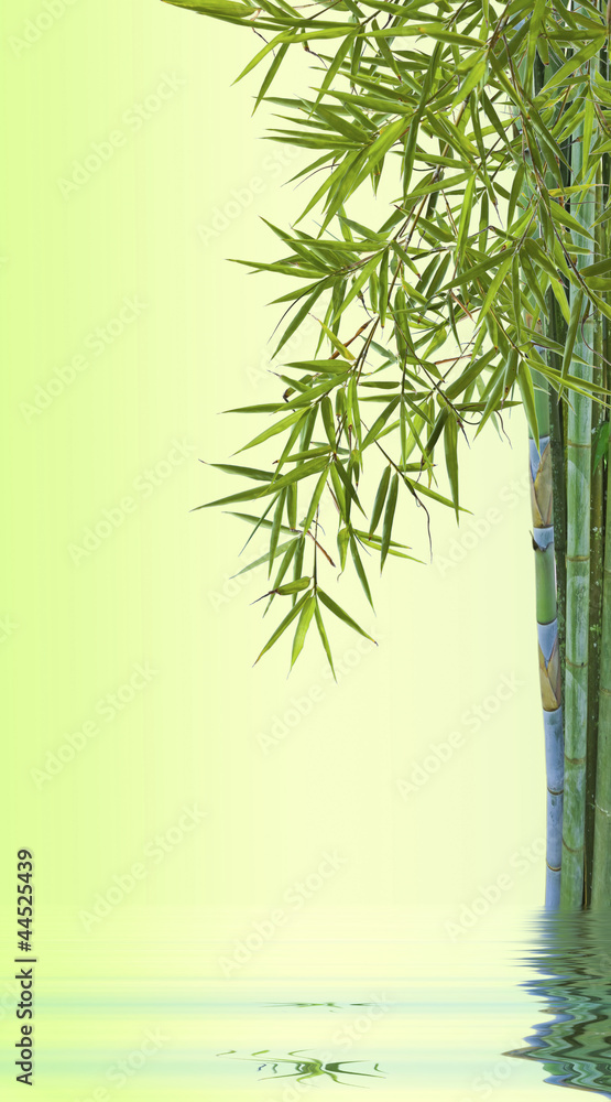 Fototapeta premium concept bambou nature zen