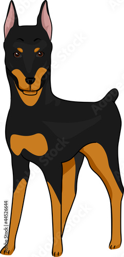 Doberman Pinscher