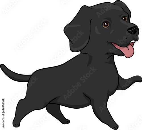 Labrador Retriever