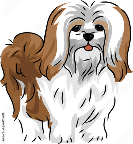 Fotografie Lhasa Apso