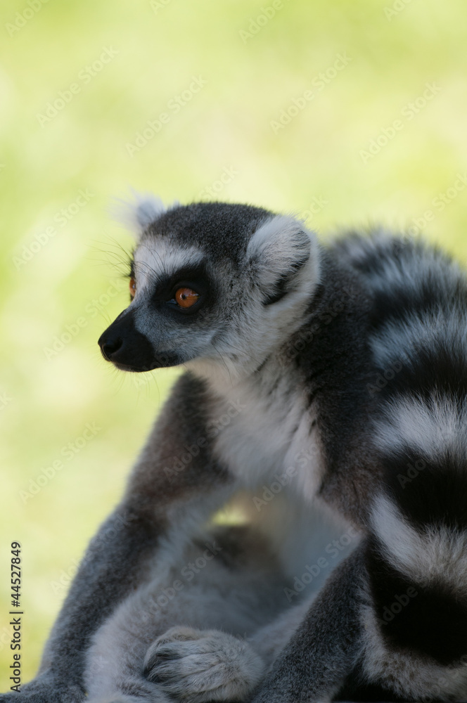 Fototapeta premium Closeup profile portrait of lemur looking on the left
