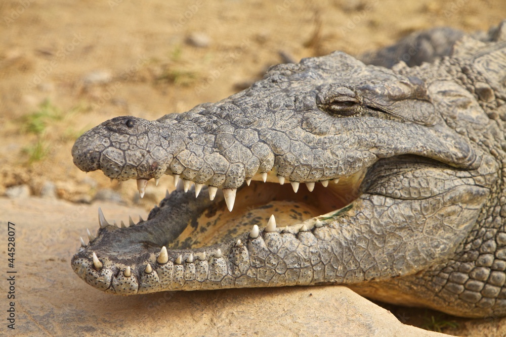 Naklejka premium Crocodile