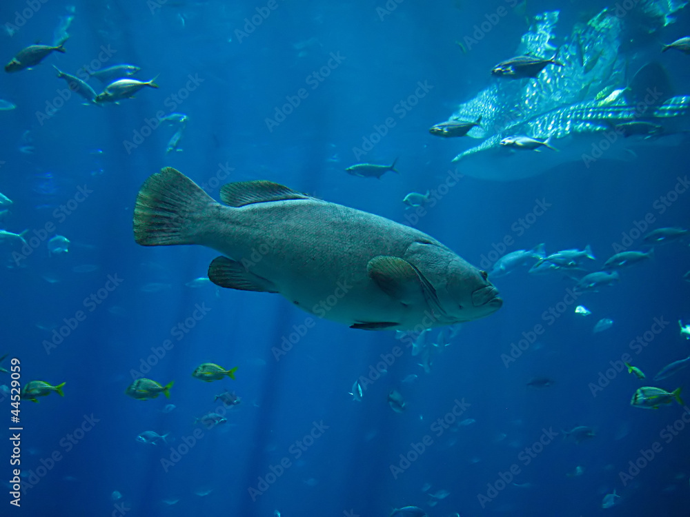 Fototapeta premium Saltwater Fish