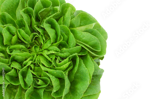 green fresh lettuce salad close up isolated