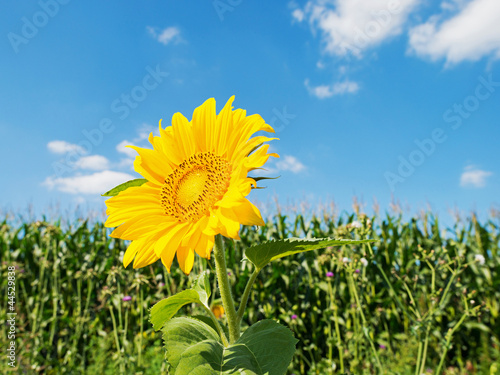 Sunflower in a field in summer