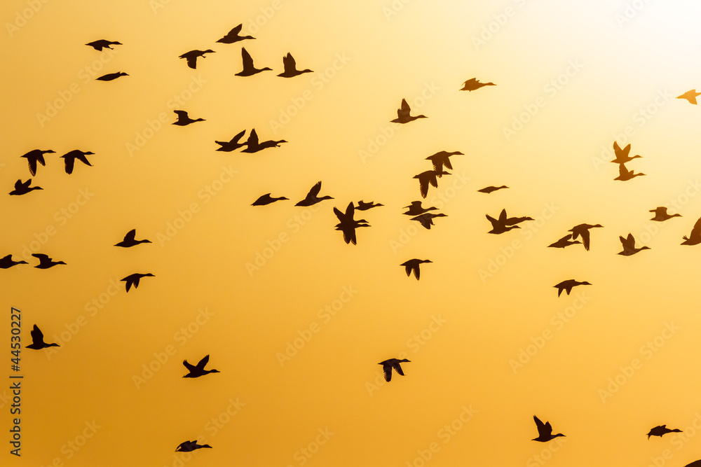 birds birds