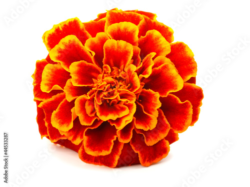 red Marigold (Tagetes) isolated on white