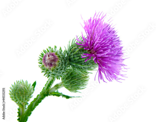 Photo Inflorescence of Greater Burdock. on white background