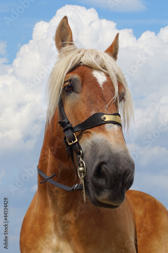 Portrait of horse. © Marina Ignatova