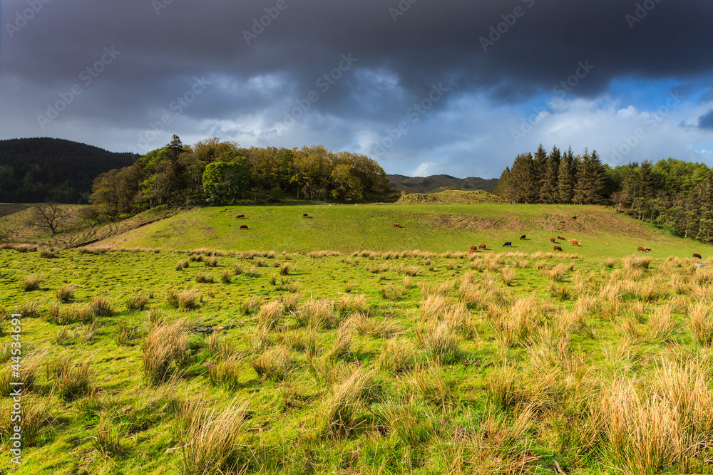 Obraz premium Farm animals in a grassland near a lake