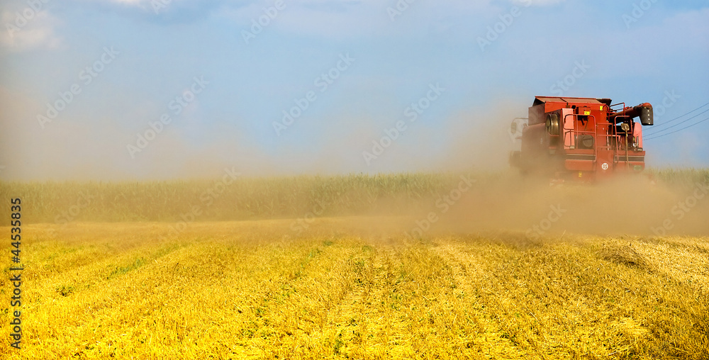 Fototapeta premium combine harvesting