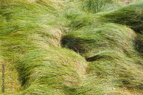 Windy grass